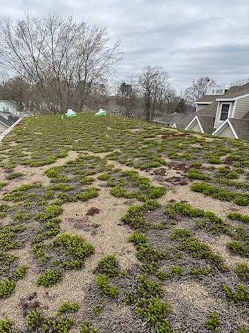 green roof photo march 2024