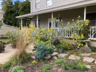 Picture of the Phelps front yard including flowers and plants that earned them the October Yard of the month Award.