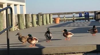 ducks on boardwalk