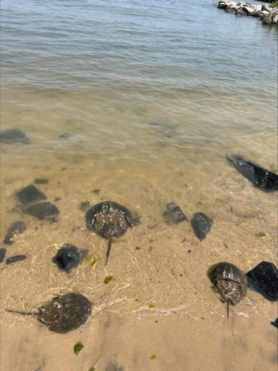 Horseshoe crabs in the sand and water at North Beach.