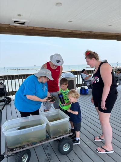Horseshoe crab education on the pavilion in North Beach.