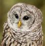 owl prowl