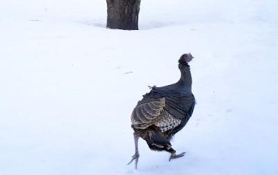 turkey in snow