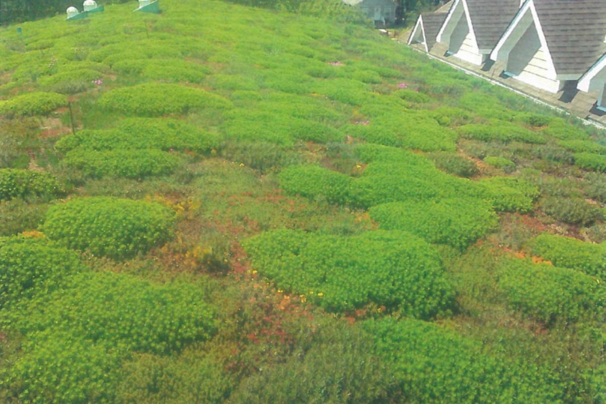 Green Roof on Town Hall