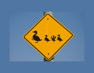 duck crossing